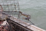 a crab being tipped out of a cage