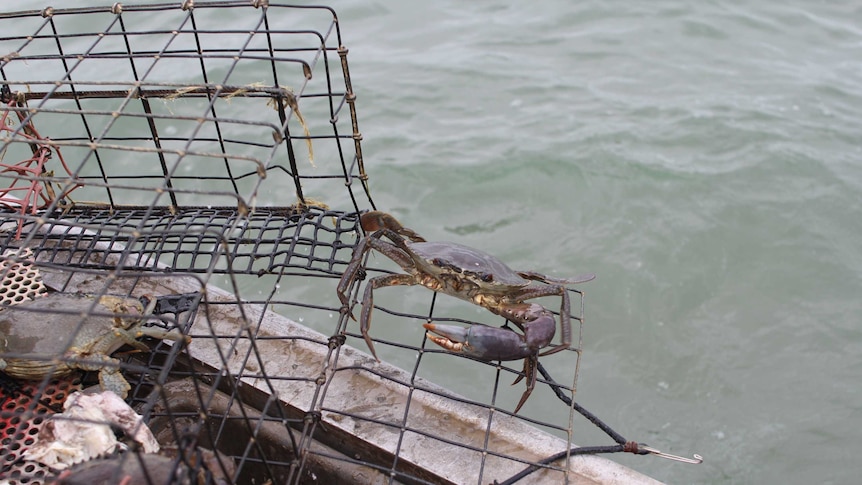 a crab being tipped out of a cage