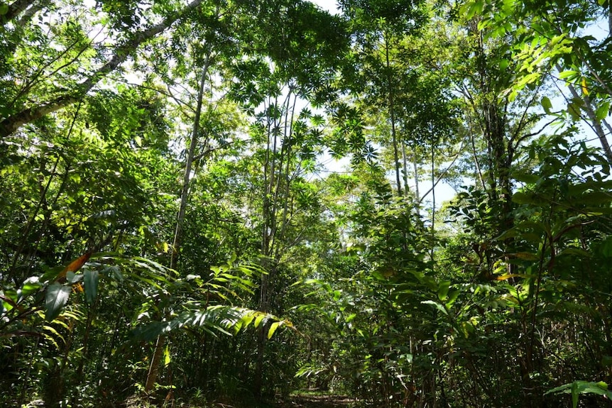 Wide shot of young but lush rainforest.