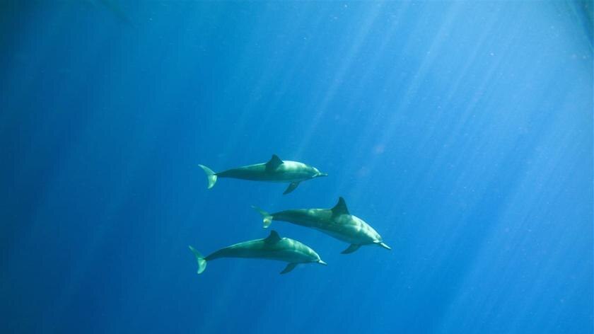 Three dolphins swimming in the ocean.