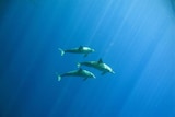 Three dolphins swimming in the ocean.