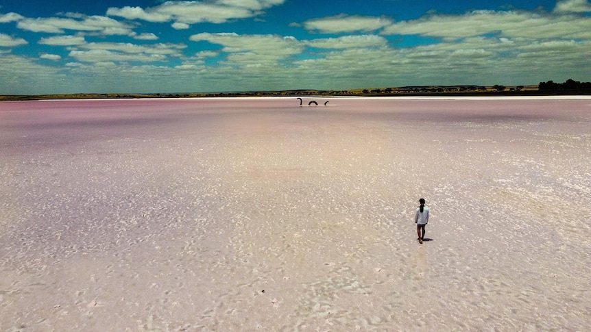 The back of a little girl walking on a pink lake.
