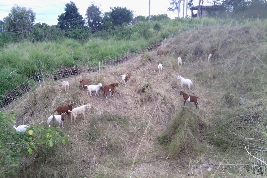 Goats in a field with flattened grass.