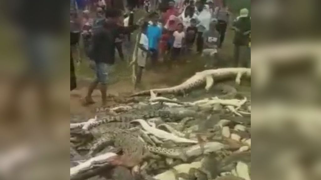 WARNING: Distressing footage shows pile of dead and dying crocodiles