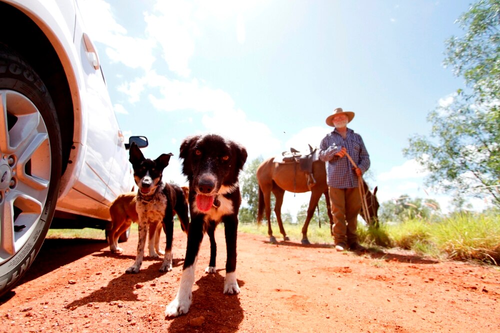Is it to keep pets? ABC listen