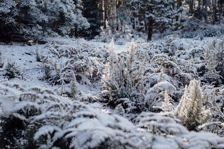 Snow covers bushes and trees illuminated by the morning light.
