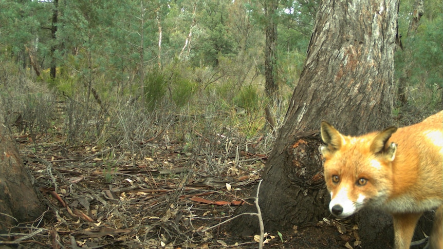 A fox peeps around a tree in the Australian bush.