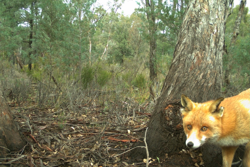 A fox stands looking at a camera with scrub behind it.