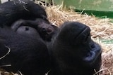Kimya the gorilla with her baby at Melbourne Zoo