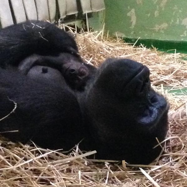 Kimya the gorilla with her baby at Melbourne Zoo