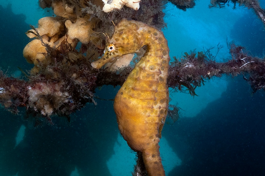 Potbelly seahorse