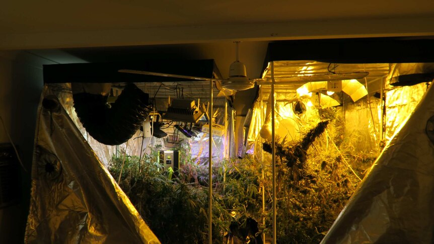 A cannabis grow house in the Darwin suburb of Nightcliff.