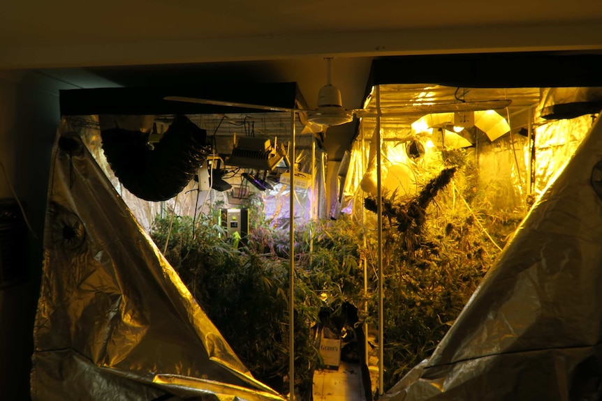 A cannabis grow house in the Darwin suburb of Nightcliff.