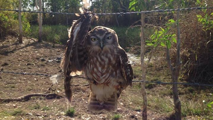 Facebook photo of trapped barking owl prompts barbed wire warning - ABC ...