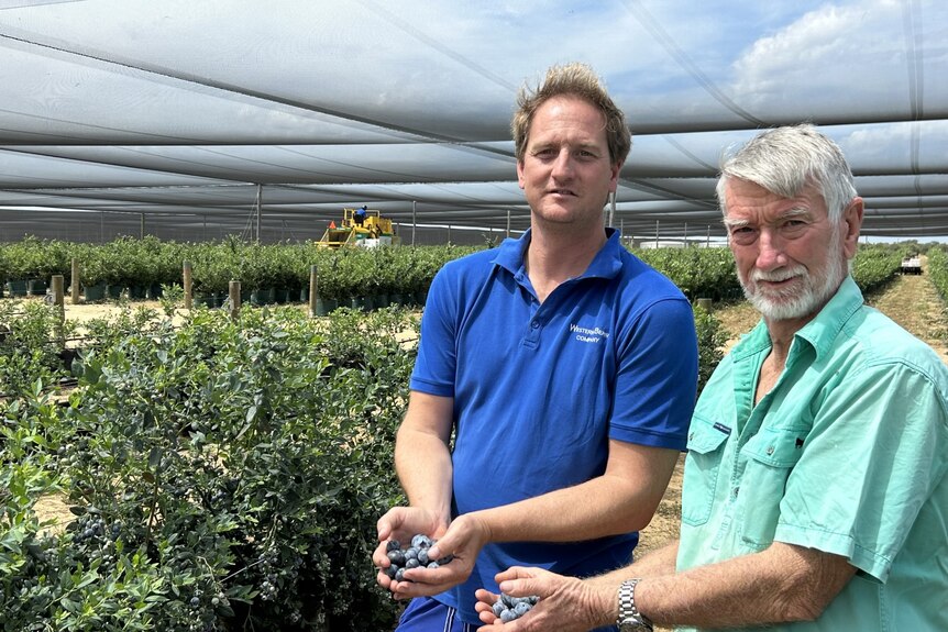 Two men stand inside a blueberry green house. 