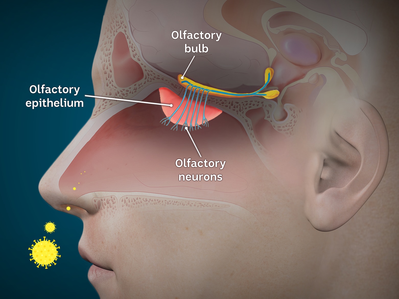 Illustration showing the anatomy of the olfactory system