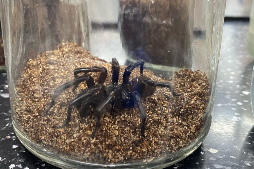 A big black spider in a jar.