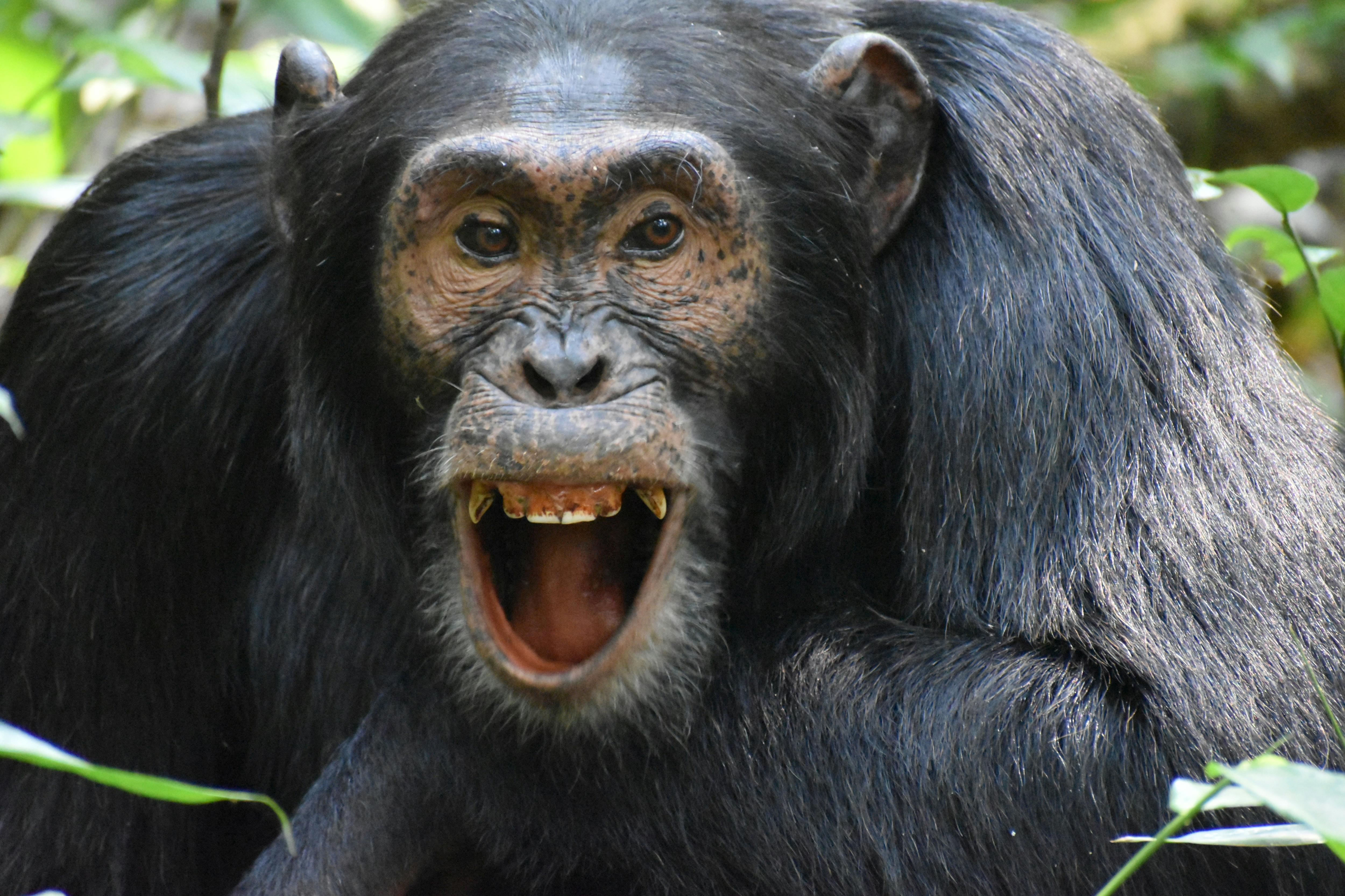 Apes and humans have been sharing a laugh for 15 million years