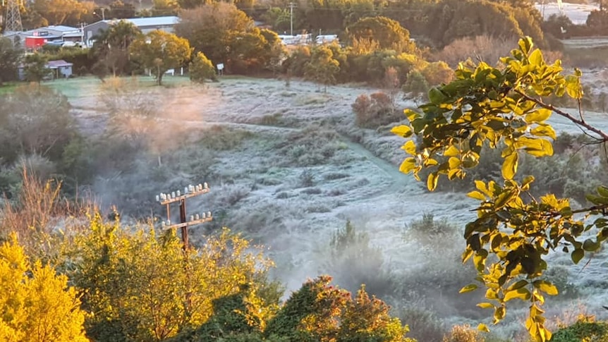 Frost covers grass and bushes on a hill