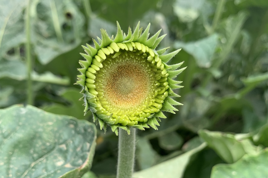 Budding flower opening, petals are still inside ready to bloom, green leaves all around it