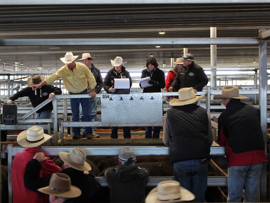 A man selling cattle standing on a platform surrounded by six people with cattle in a pen below him and seven people bidding.