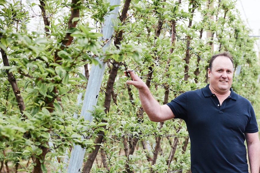 Scott Montague stands in a plum orchard