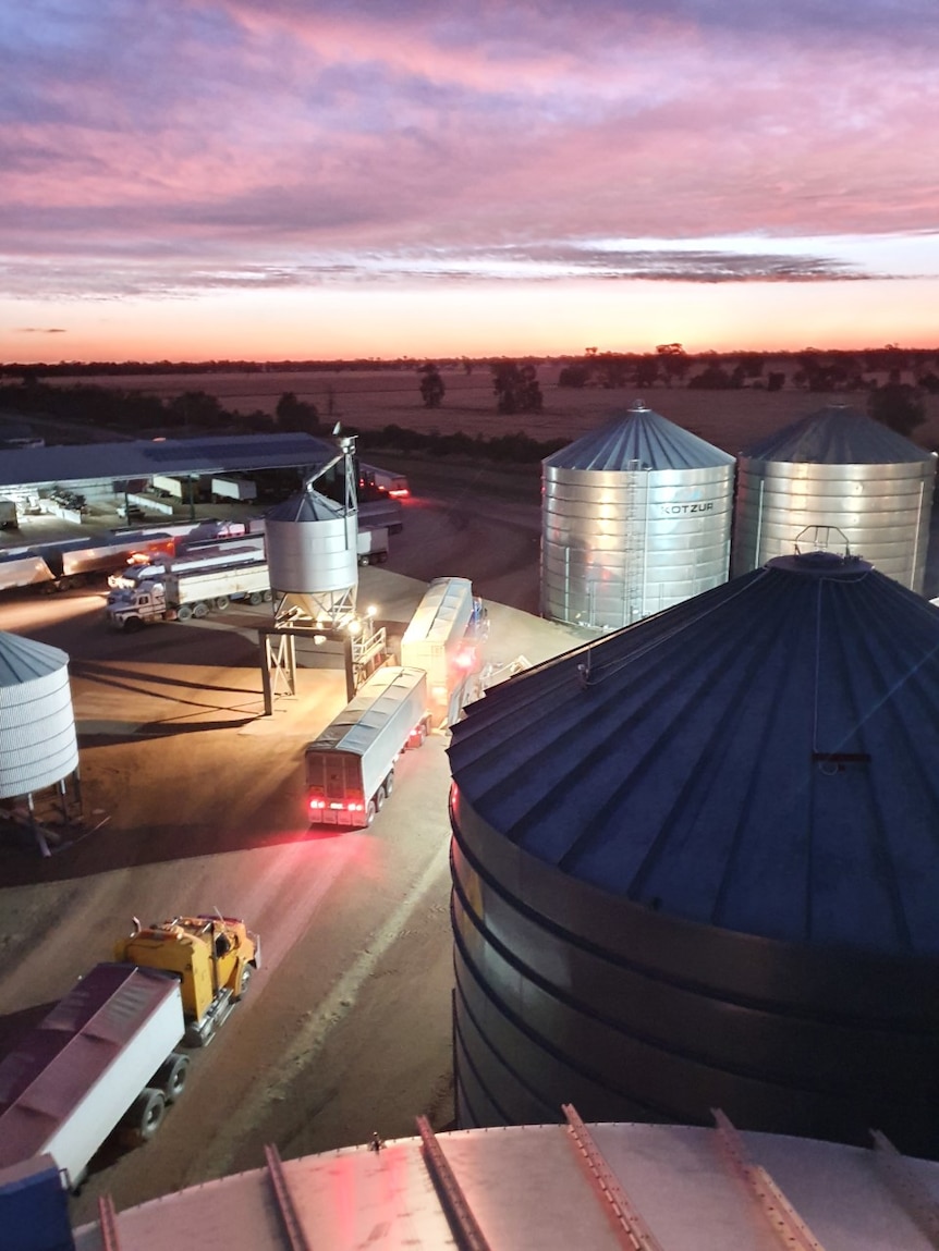 Silos and trucks at a grain delivery site with a purple sunset in the background.