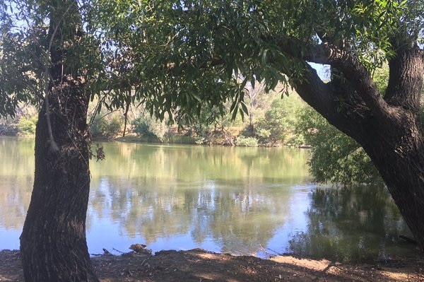 Blue green algae in the Murray River at Albury on March 8, 2016.