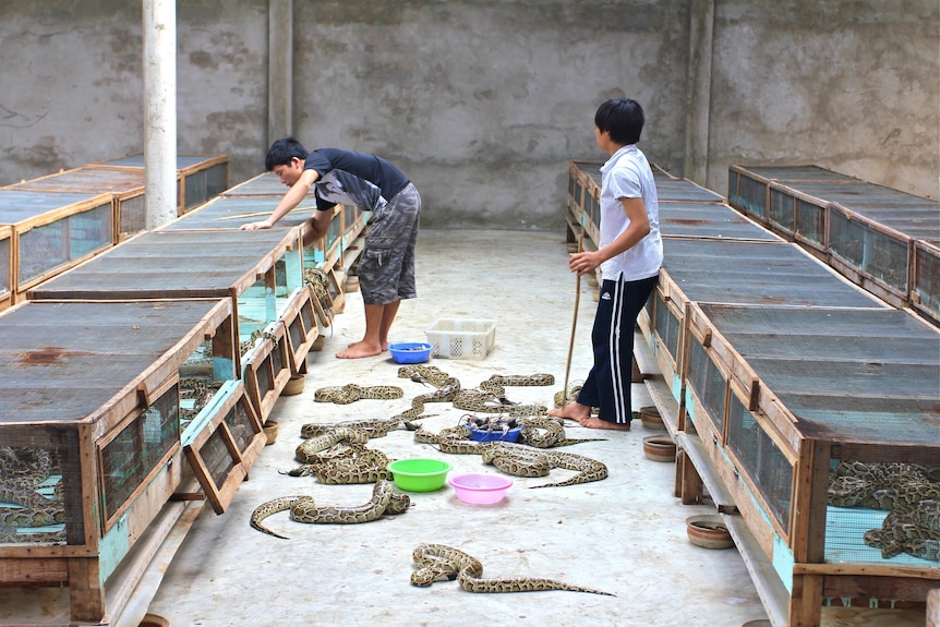 Two handlers taking pythons out of cages.