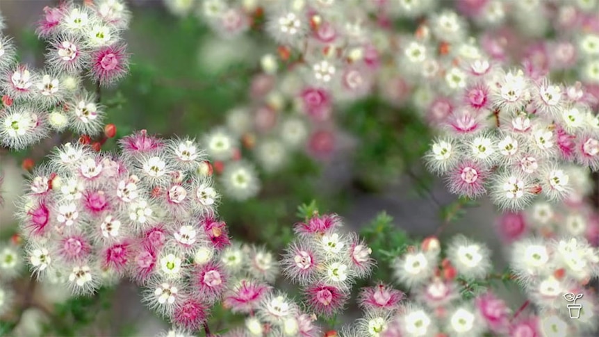 Close up of small pink and white flowers.