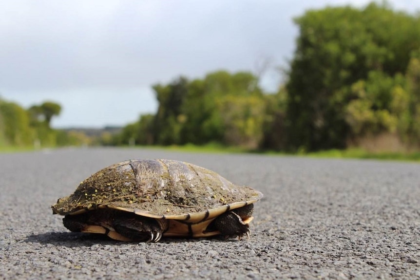 A turtle on the road