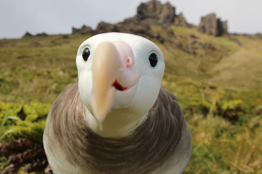 A bird snaps its beak very close to the camera.