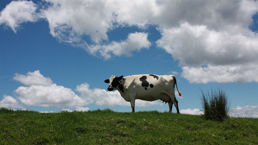 Friesian cow on Dalrymple Farm.