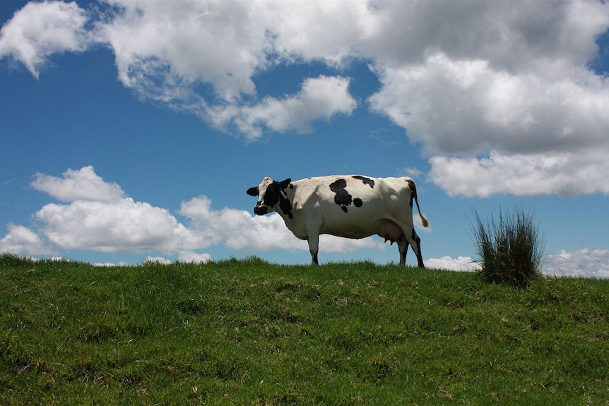 As part of a balanced diet, brewers' grain has helped farmers to increase milk output, enhanced protein composition, and improved farm productivity.