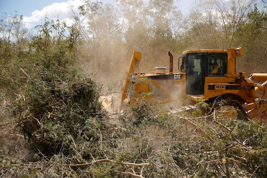 A bulldozer clears fallen trees and scrub in the middle of a jungle.