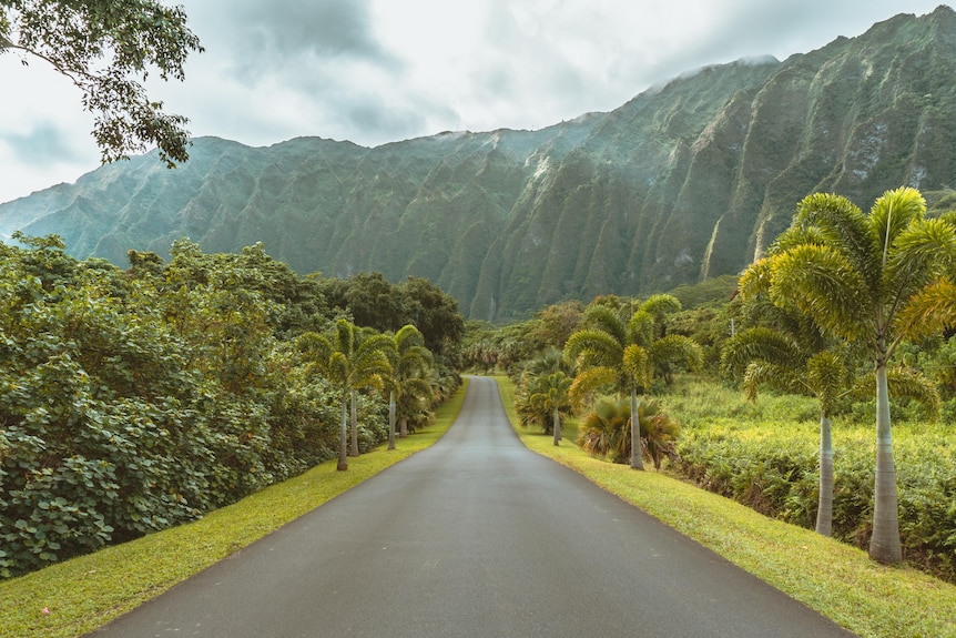Road cuts through lush thick green plants with tall mountains in the distance. 