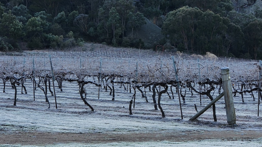 BOM avertit que le temps du Queensland risque de se refroidir demain alors que les agriculteurs font face à des vents froids