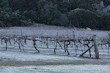 Frost on grape vines.