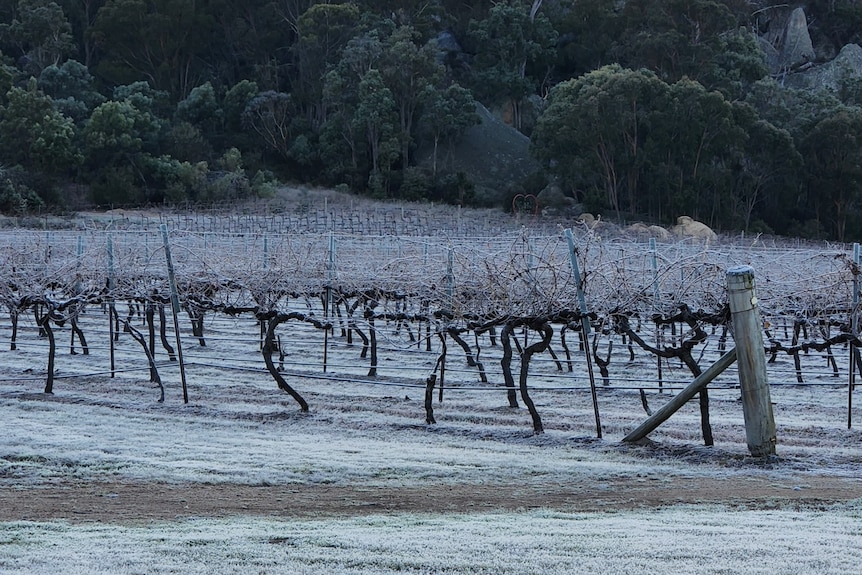 Frost on grape vines.
