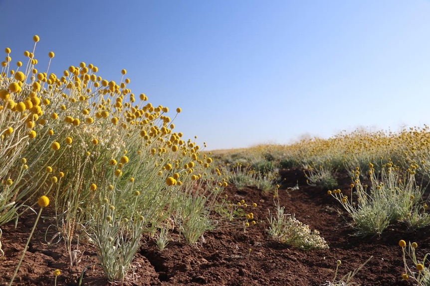 a field of yellow round balls that are actually wildflowers spring up in red dirt