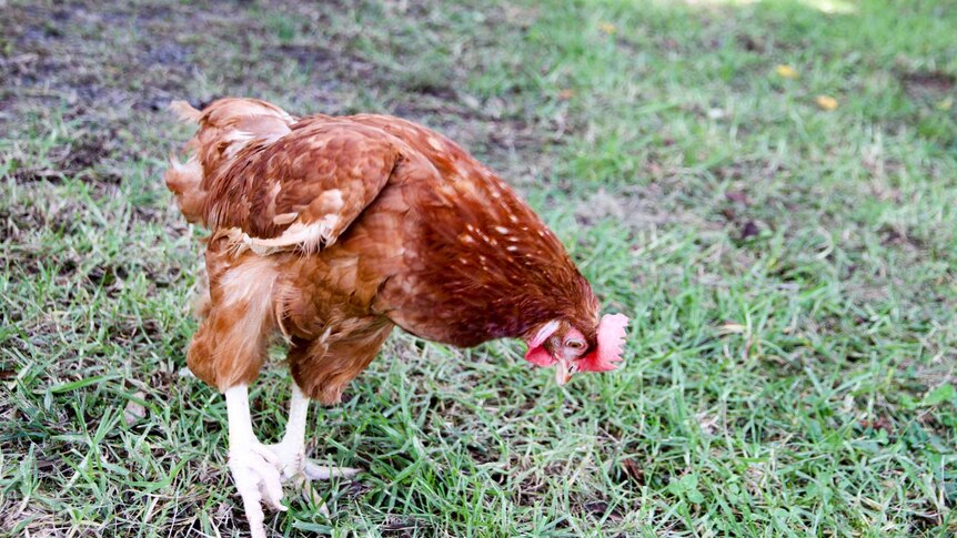 A brown chicken pecks at grass