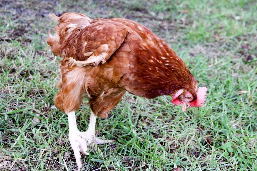 This factory chicken waiting to be re-homed discovers grass for the very first time.