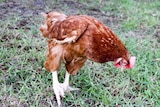 A brown chicken pecks at grass