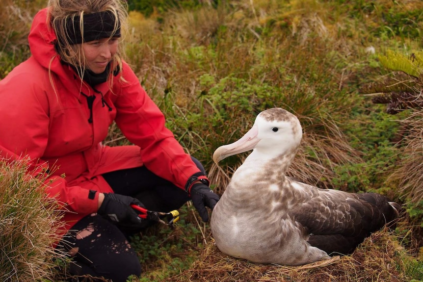 A woman in winter clothing squats next to a huge sea bird which sits on a nest.