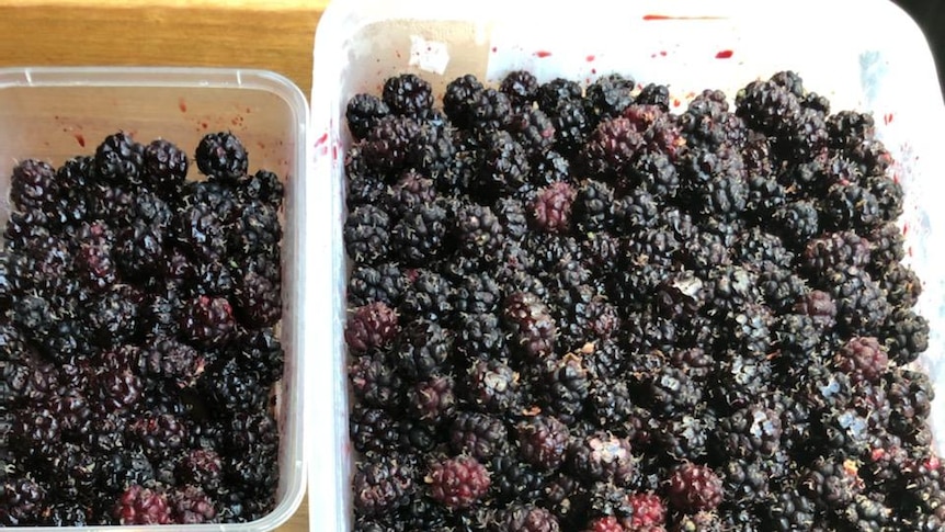 Picked mulberries in containers