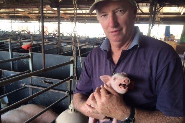 Farmer John Bourke holding a pig