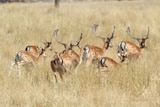 A group of feral deer in grasslands