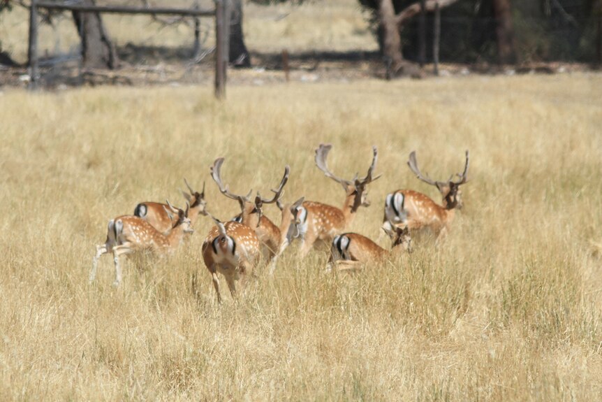 A group of feral deer in grasslands