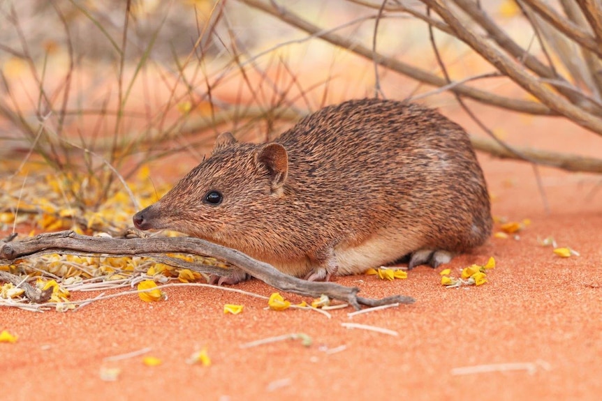 a golden furred bandicoot sitting in the desert sand