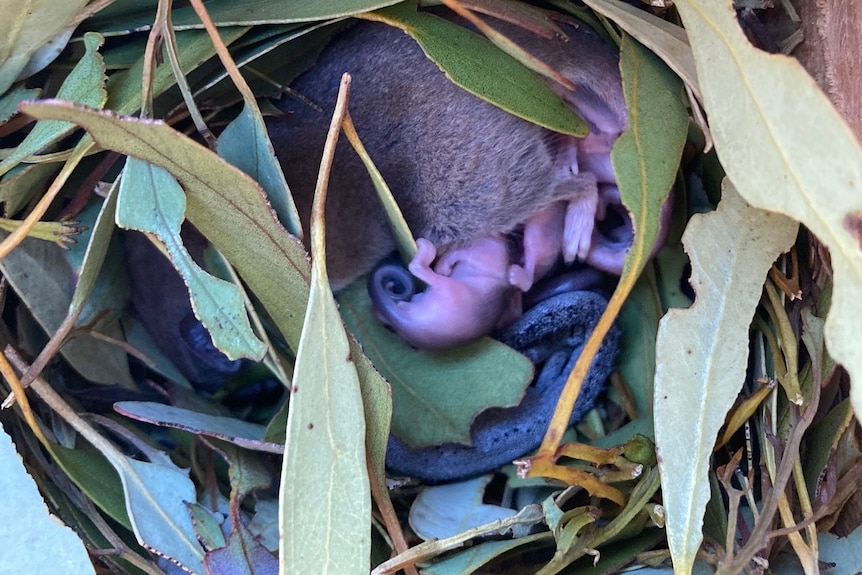A lizard and a possum can be seen among gum leaves in a nesting box.